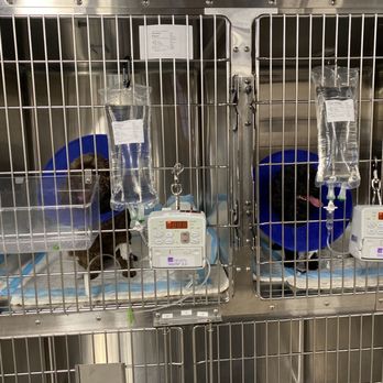 Veterinary Emergency Group - My babies hooked up to their IV's - Emergency Pet Hospital Near Me - San Ramon, California
