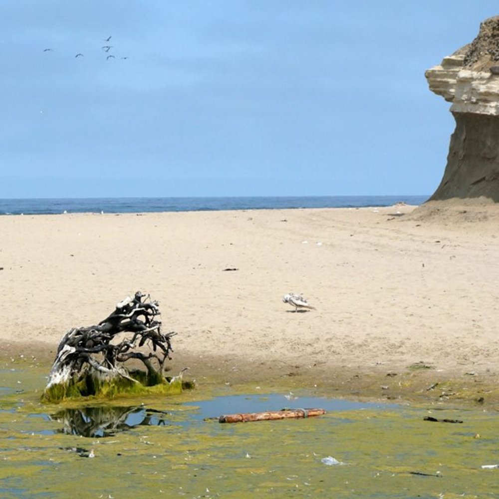 San Gregorio State Beach - slimepool at beach entrance 2014 - Beaches Near Me - San Gregorio, California San Gregorio State Beach - slimepool at beach entrance 2014 - Beaches Near Me - San Gregorio, California