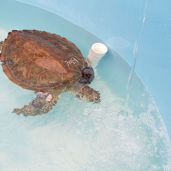 The Turtle Hospital - Veterinarians Near Me - Marathon, Florida The Turtle Hospital - Veterinarians Near Me - Marathon, Florida