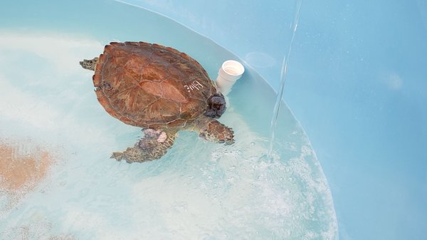 Turtle Hospital by null