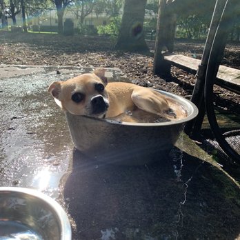 Pawmosa Dog Park - Dog Parks Near Me - Casselberry, Florida