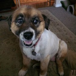 Jade's Dog Grooming