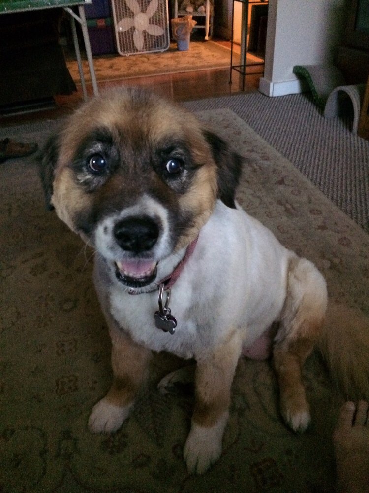 Jade's Dog Grooming Image