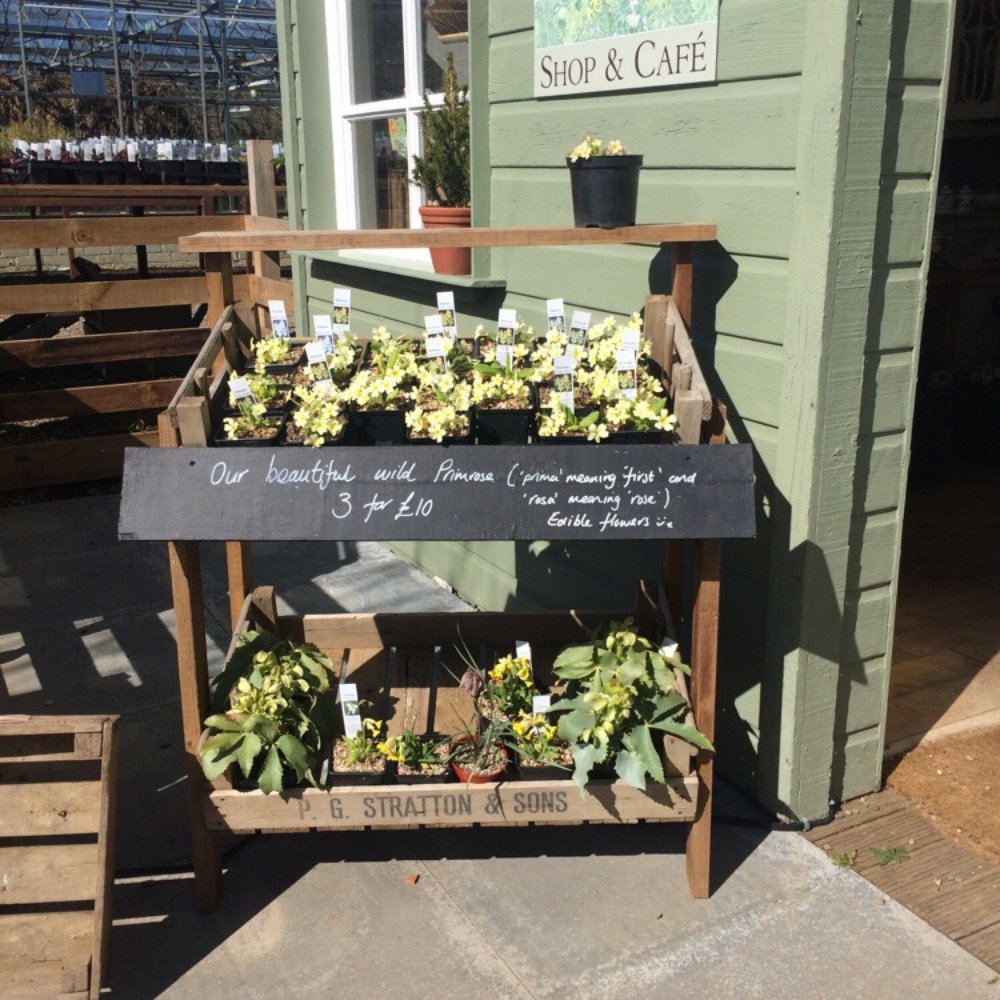 The Secret Herb Garden - Beautiful wild primrose - Nurseries & Gardening Near Me - Midlothian, MLN