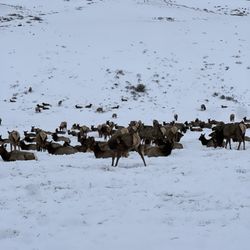 National Elk Refuge Sleigh Rides - Elk Hurd