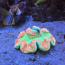 Trachyphyllia coral