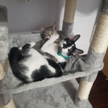 Catmandoo Rescue - Pet Adoption Near Me - Hawthorne, California