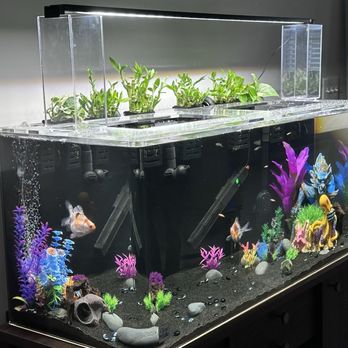Fish Tanks Direct - Seamless! I love it! - Local Fish Stores Near Me - North Venice, Florida