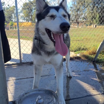 Watson Park - "That's the stuff" - Dog Parks Near Me - San Jose, California Watson Park - "That's the stuff" - Dog Parks Near Me - San Jose, California