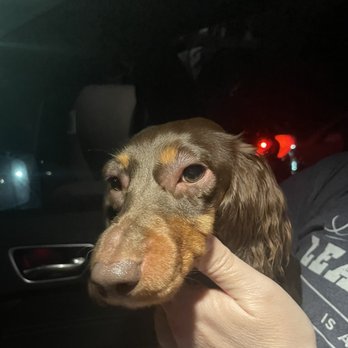 Concierge Veterinary Hospital - Dog obviously going through a reaction - Veterinarians Near Me - Naples, Florida