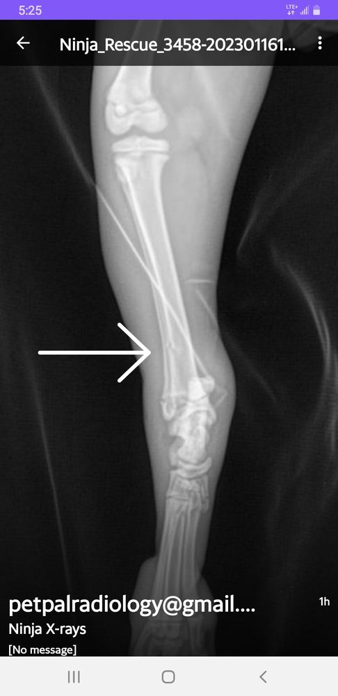 Rita's House of Rescues - social services organization in St. Petersburg, FL