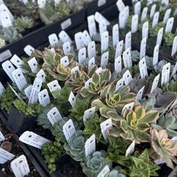 SummerWinds Nursery - Campbell - Succulents