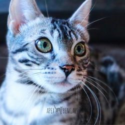 ApexBengals