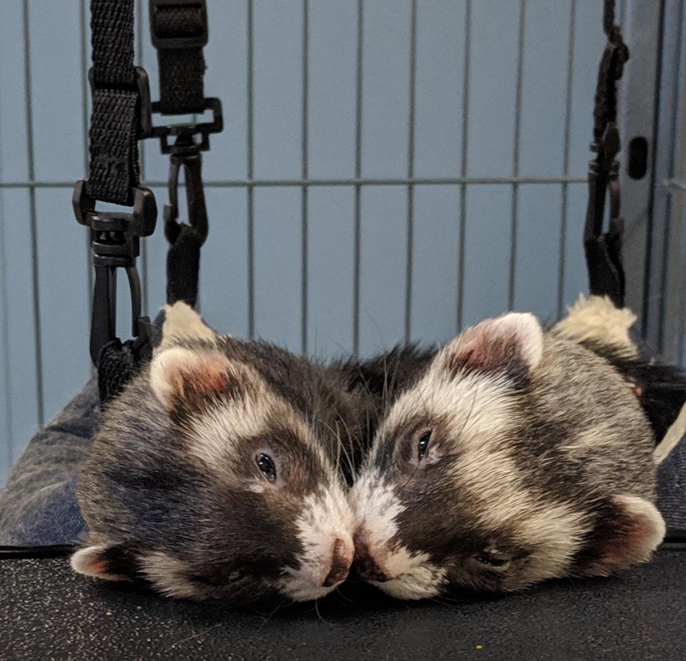 BARNWELL OAKS KENNELS 41 Photos 132 Old Barnwell Rd, West Columbia