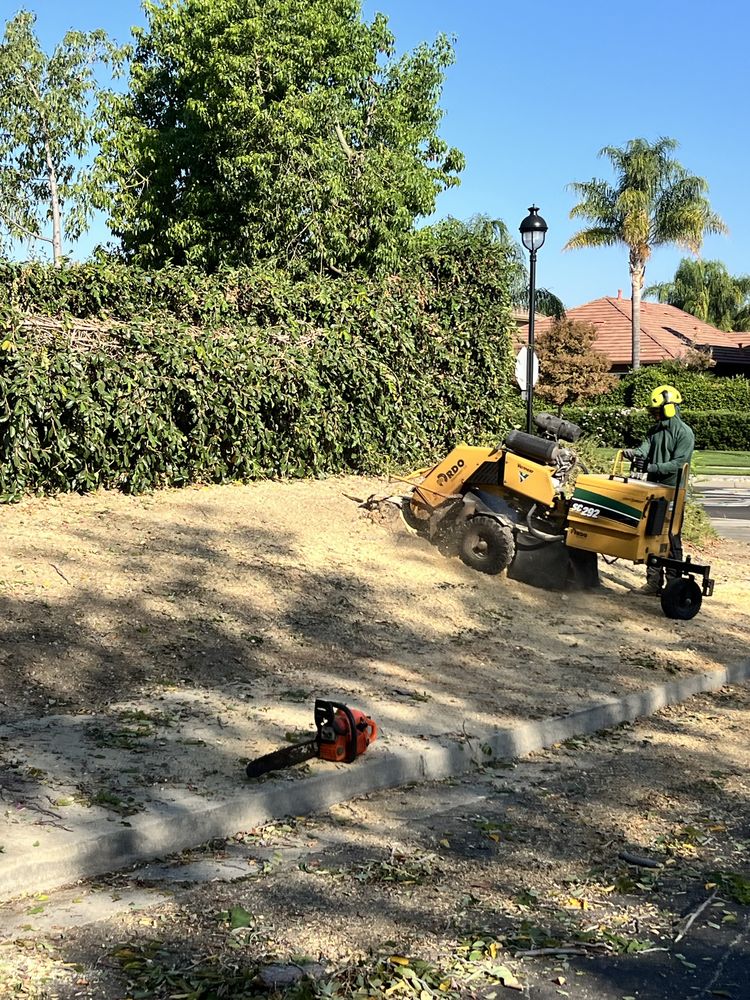 CCL Trees Services - tree service in Oakley, CA