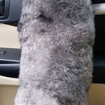 David's Pet Grooming - Abi, the phantom toy poodle - Pet Groomers Near Me - Lewisville, Texas