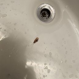 Thats one of the little critters who greeted me in the bathroom. Disgusting... Thats one of the little critters who greeted me in the bathroom. Disgusting...