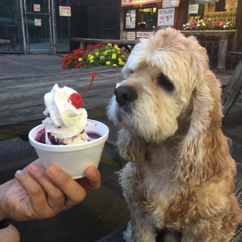 Fairway Dairy Cream - Mr. Coco having a stare off with a blueberry sundae !! - Ice Cream & Frozen Yogurt Near Me - South Windsor, Connecticut Fairway Dairy Cream - Mr. Coco having a stare off with a blueberry sundae !! - Ice Cream & Frozen Yogurt Near Me - South Windsor, Connecticut