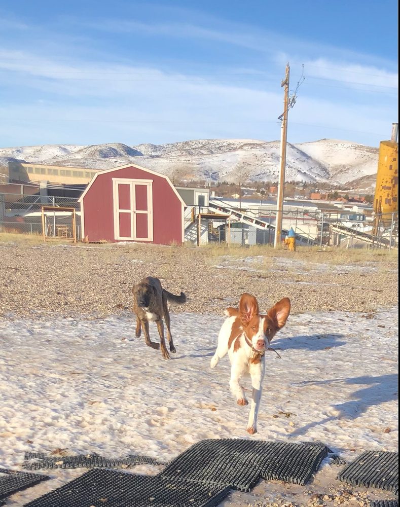 PARK YOUR PAWS Updated June 2024 1492 Beechcraft St, Rawlins