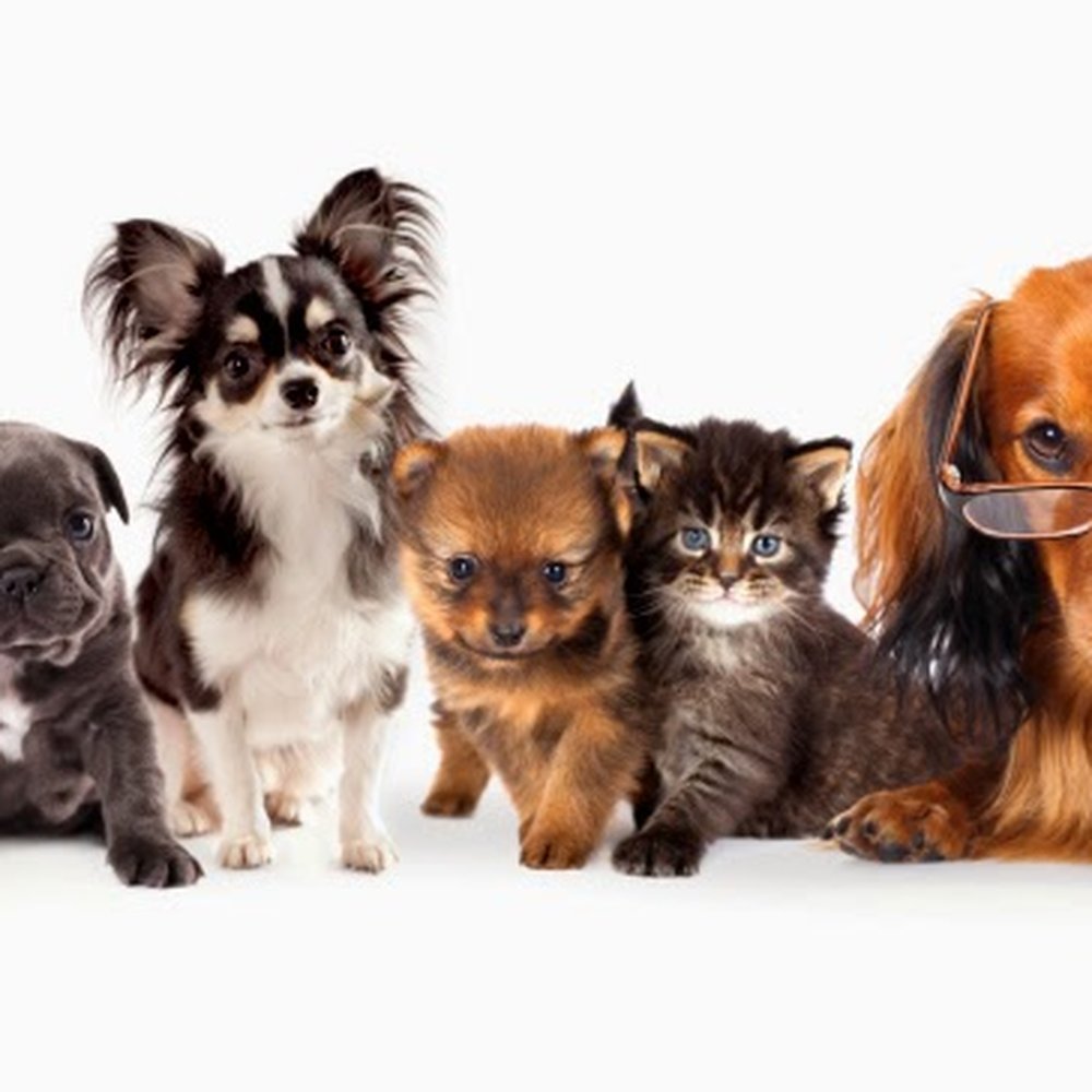 What Does A Dog Ultrasound Cost What Does A Dog Ultrasound Cost