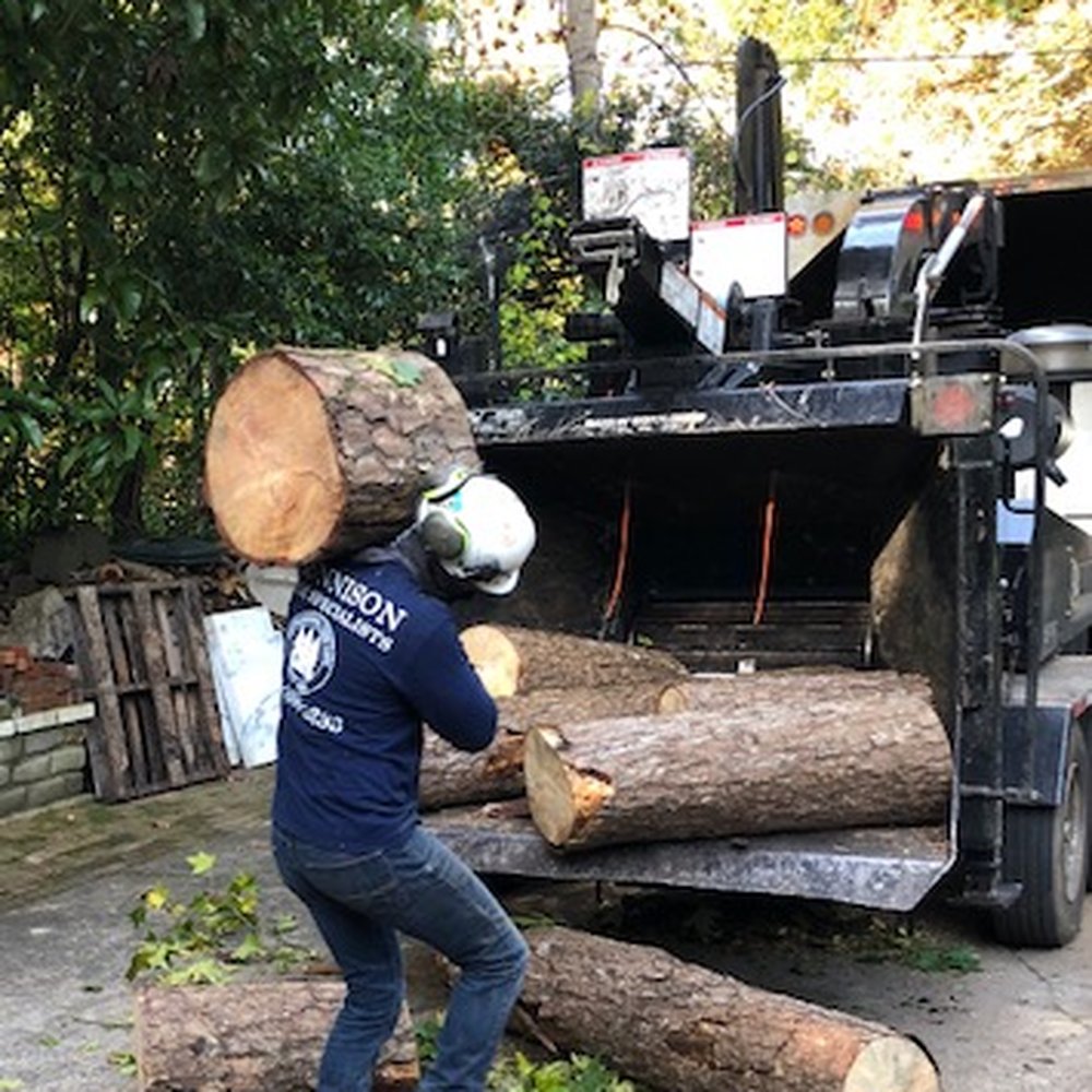 Gunnison Tree Services - Tree Services Near Me - Atlanta, Georgia Gunnison Tree Services - Tree Services Near Me - Atlanta, Georgia