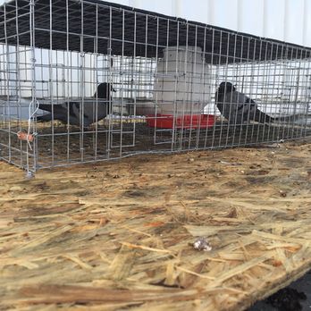 Animal Remover - Pigeons in trap on roof - Pest Control Near Me - Cincinnati, Ohio Animal Remover - Pigeons in trap on roof - Pest Control Near Me - Cincinnati, Ohio