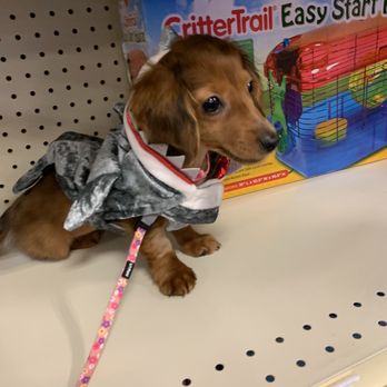 Petland Ashland - daisy the dachshund - Pet Stores Near Me - Ashland, Kentucky Petland Ashland - daisy the dachshund - Pet Stores Near Me - Ashland, Kentucky