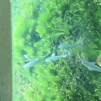 Silver Springs State Park - On the glass bottom boat - Tours Near Me - Silver Springs, Florida Silver Springs State Park - On the glass bottom boat - Tours Near Me - Silver Springs, Florida
