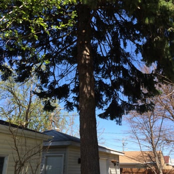 L & P Tree Service - After trimming. - Tree Services Near Me