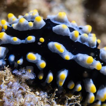 SpringAdventures - Nudibranch - Scuba Diving Near Me - Gainesville, Florida SpringAdventures - Nudibranch - Scuba Diving Near Me - Gainesville, Florida