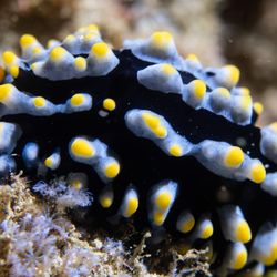 SpringAdventures - Nudibranch
