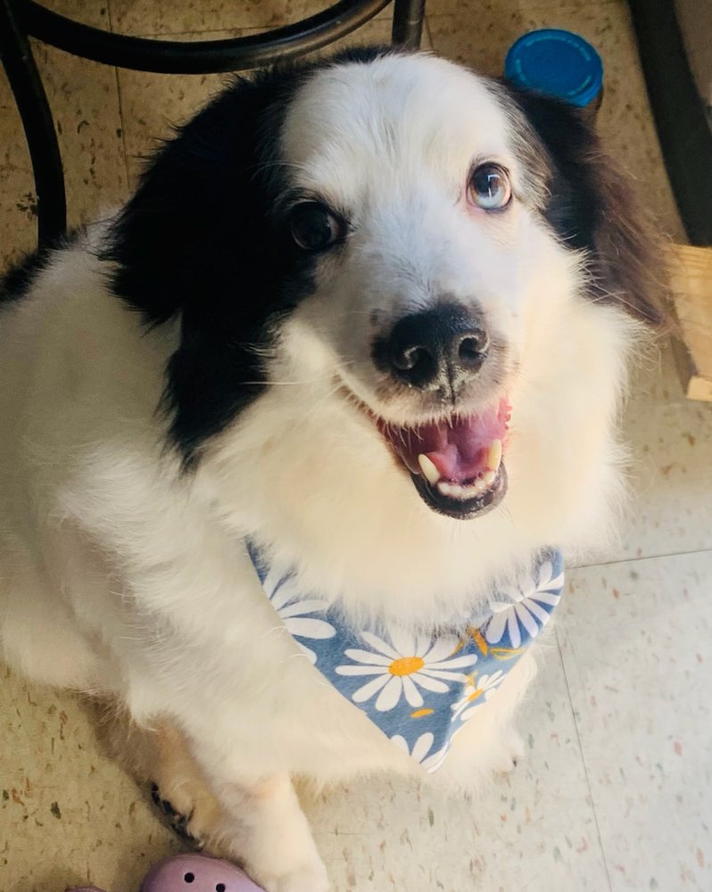 PAISLEY PARK PET PARLOUR Updated September 2024 1850 Grindley Park