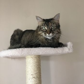 Cateau Marmont - Sissy - Pet Sitting Near Me - Burbank, California Cateau Marmont - Sissy - Pet Sitting Near Me - Burbank, California