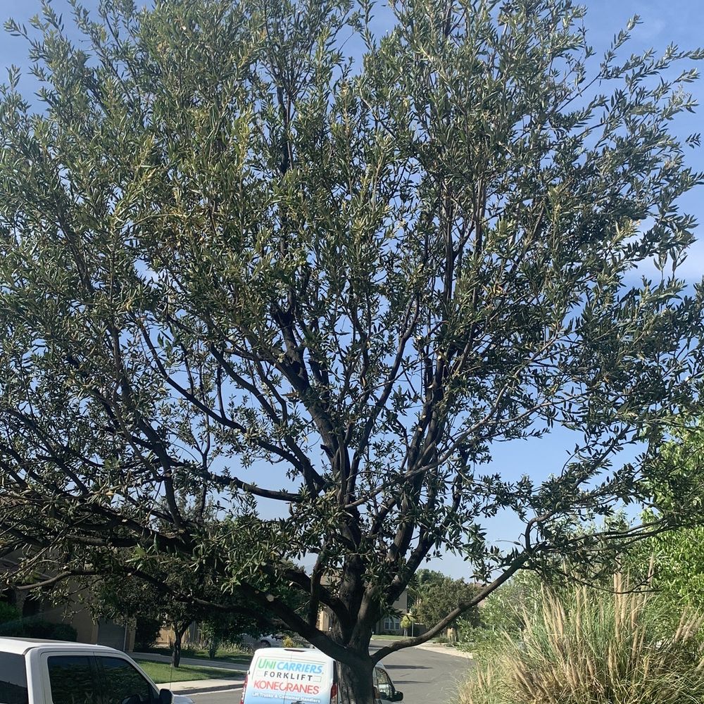 Topped and pruned tree
