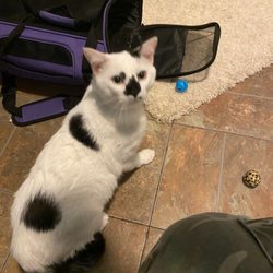 Humane Society of Harrisburg Area - Very cute