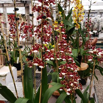 Cal Pacific Orchid Farm - Nurseries & Gardening Near Me - Encinitas, California Cal Pacific Orchid Farm - Nurseries & Gardening Near Me - Encinitas, California