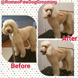 dog grooming scarborough