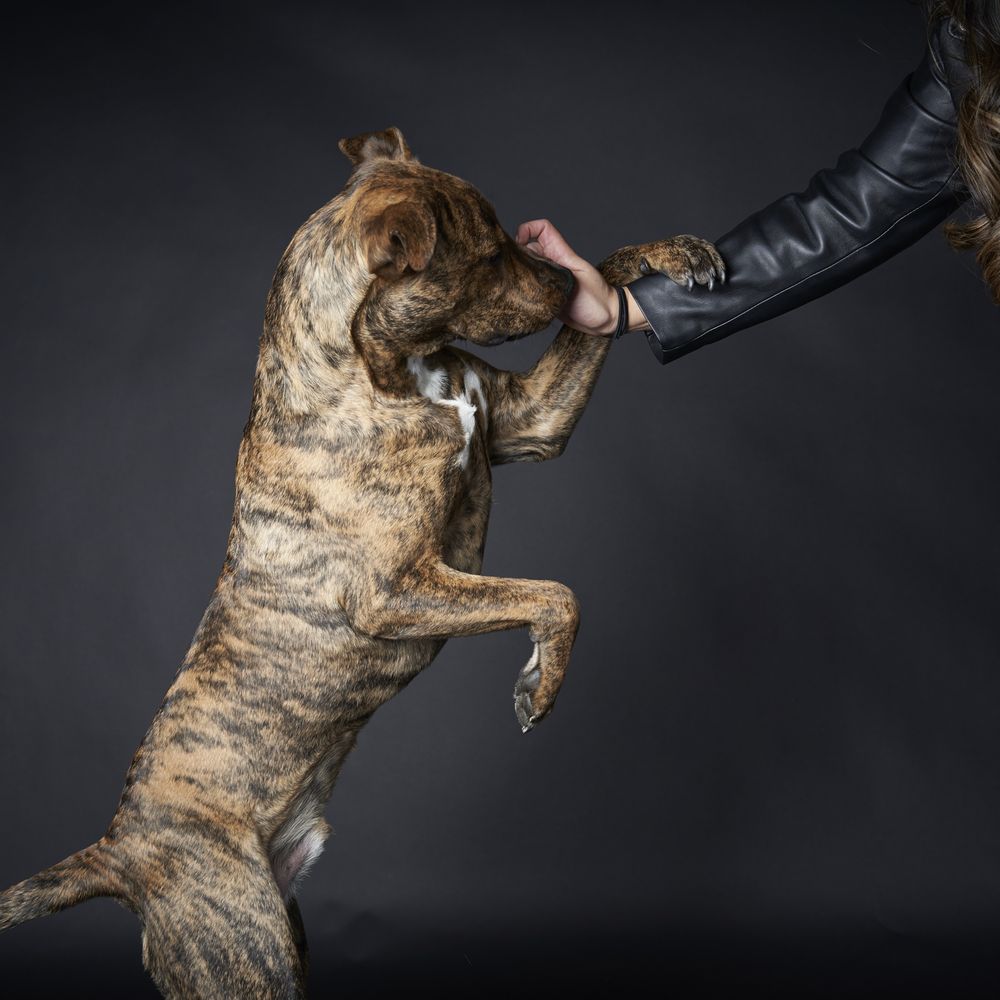 Portraits On Parkview - Pet Photography Near Me Portraits On Parkview - Pet Photography Near Me