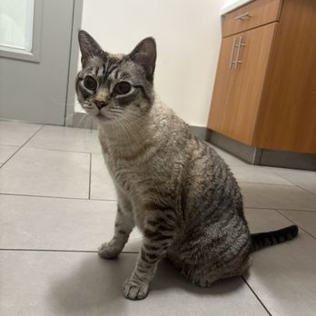 VEG ER for Pets - Emergency Pet Hospital Near Me - San Diego, California