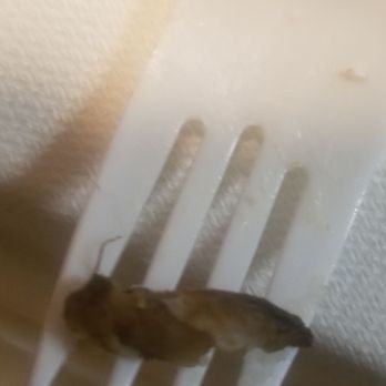 Black Bear Diner Salinas - we bought food there and this is what we found in the food - Diners Near Me - Salinas, California Black Bear Diner Salinas - we bought food there and this is what we found in the food - Diners Near Me - Salinas, California