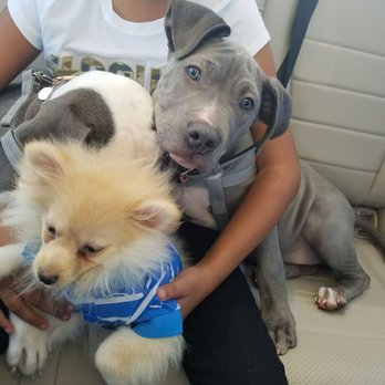 Gorgeous Puppies and Kittens - Pet Stores Near Me - Miami, Florida Gorgeous Puppies and Kittens - Pet Stores Near Me - Miami, Florida