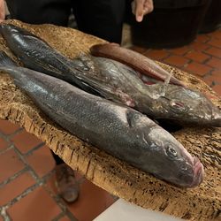 Stella d'Oro - Todays catch presentation