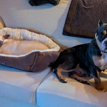 Eleventh Hour Rescue - Pauly and Gemma - Animal Shelters Near Me Eleventh Hour Rescue - Pauly and Gemma - Animal Shelters Near Me