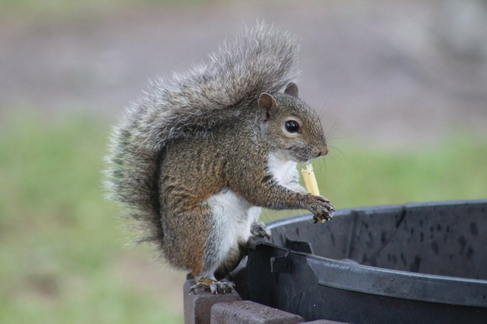 NORTH JUPITER FLATWOODS NATURAL AREA Updated August 2024 29 Photos