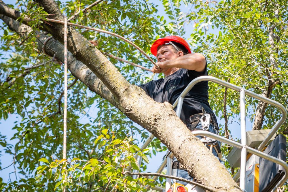 Eggers Tree Service - tree service in Grandview, MO