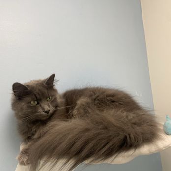 Spca of Tomkins County - Animal Shelters Near Me - Ithaca, New York Spca of Tomkins County - Animal Shelters Near Me - Ithaca, New York