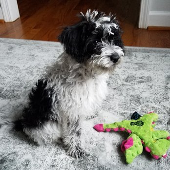 Connected Pets - Pet Sitting Near Me Connected Pets - Pet Sitting Near Me