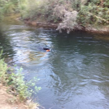 Putah Creek - Dog fetching toy from Putah Creek. - Parks Near Me - Winters, California Putah Creek - Dog fetching toy from Putah Creek. - Parks Near Me - Winters, California