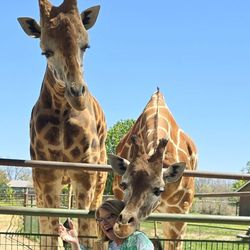 Wild Animal Safari - Giraffe