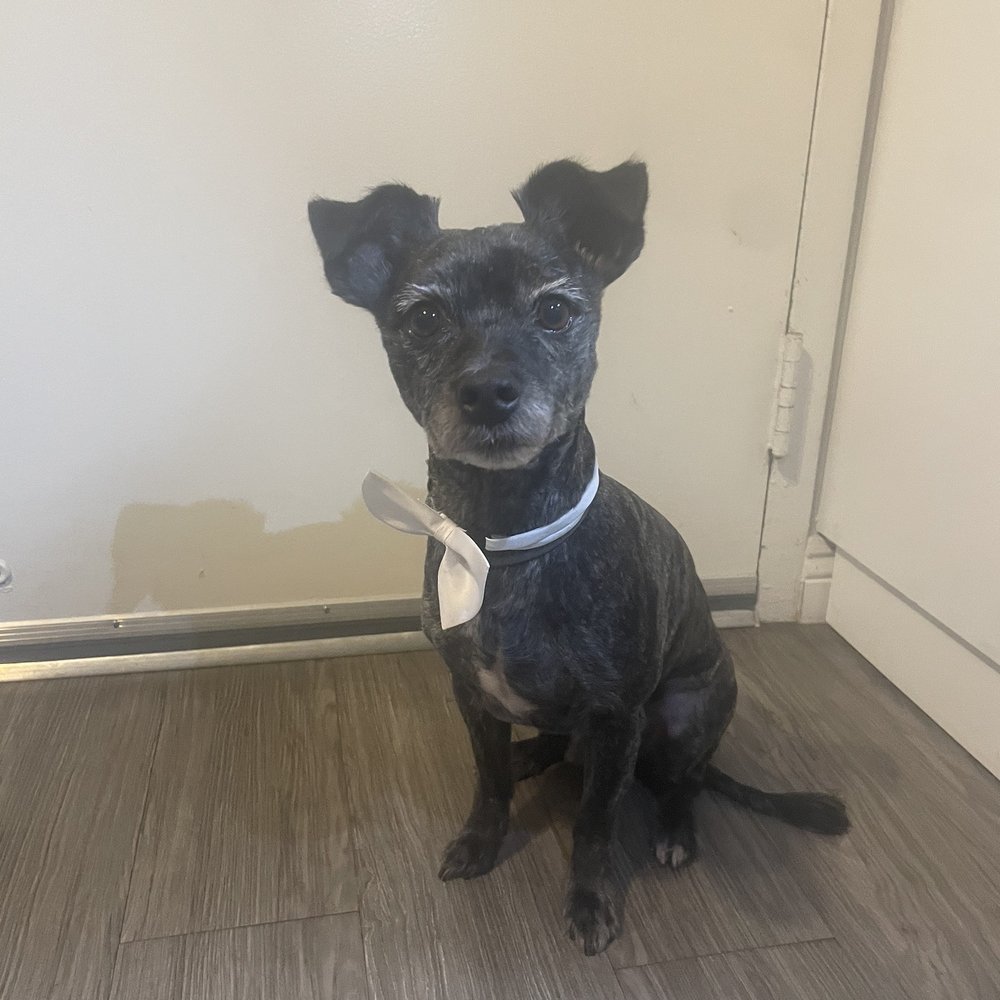 We Groom Pets - After - Pet Groomers Near Me - Downey, California We Groom Pets - After - Pet Groomers Near Me - Downey, California